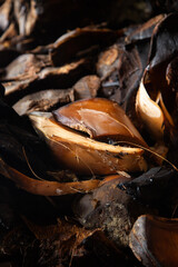 Maguey pineapples cooked in an artisanal Mezcal palenque in Oaxaca, Mexico.