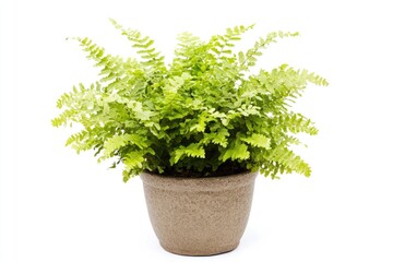 A small potted plant with green leaves sitting on a white background, ideal for use in decorative or educational settings