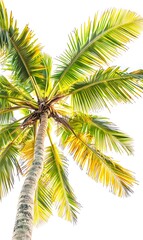 Fototapeta premium Coconut tree on white background