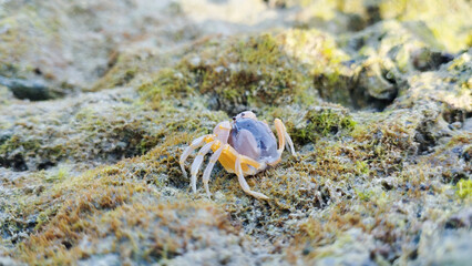  A soldiers crab on mossy rock