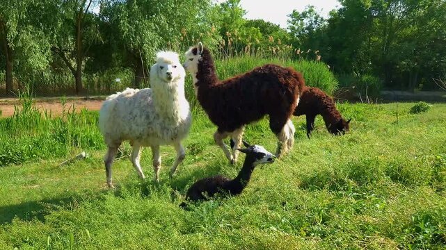 Birth of an alpaca cria, its scientific name is Vicugna pacos
