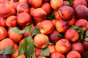 a beautiful fragrant ripe nectarine, the view from the top. Nectarines in the market. A group of colorful nectarine fruits on a market.