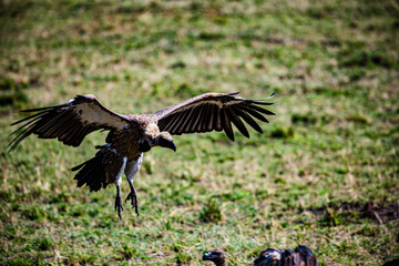 vulture in the wild