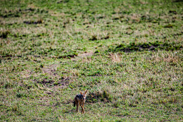 dog in the field