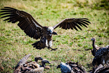 vulture in the serengeti