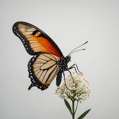 Fototapeta premium A minimalist digital art of a single elegant butterfly with clean lines on a white background.