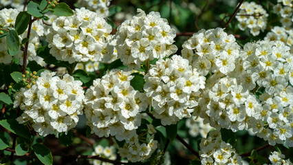 Spiraea cantoniensis or the Reeve's spiraea or bridalwreath spirea or double white may or Cape may or may bush is species of plant native to China, belonging to rose family Rosaceae