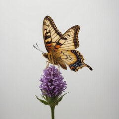 A golden and royal purple butterfly perched gracefully on a white backdrop.