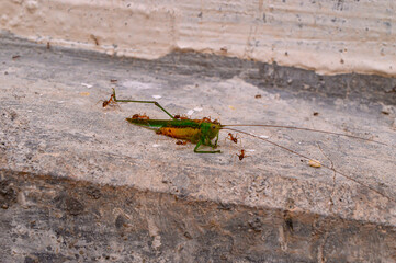 Dead leafhopper. Leafhopper lost one of its legs. Dead leafhopper surrounded by ants.