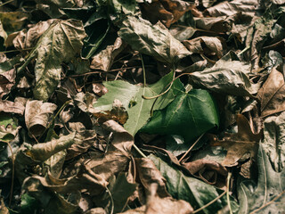 Leaves on the ground