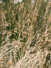Grass reeds