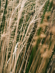 Grass reeds