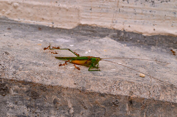 Dead leafhopper. Leafhopper lost one of its legs. Dead leafhopper surrounded by ants.