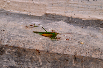 Dead leafhopper. Leafhopper lost one of its legs. Dead leafhopper surrounded by ants.