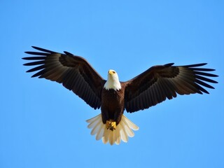 Fototapeta premium Dynamic Bald Eagle Soaring Through Clear Blue Sky