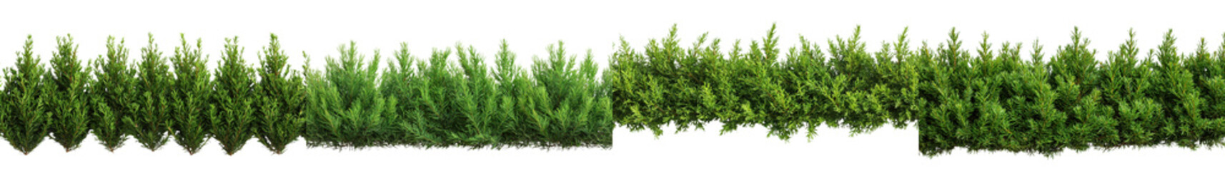 Lush and Vibrant Evergreen Coniferous Foliage Like Pine Fir and Spruce Forming a Peaceful Serene and Natural Background  Ideal for Botany Ecology or Minimalist Designs