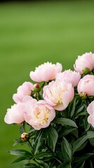 Obraz premium Elegant Close up of dew covered pink peonies with a soft focus gradient background in shades of green and lavender fresh and serene 