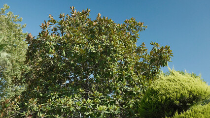 Dense green foliage of a tree under a vibrant blue sky. The scene the essence of nature's beauty, with rich greenery and clear skies, typical of a sunny day. Urbanization of parks in Turkey