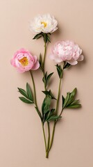 Obraz premium Elegant Minimalist arrangement of soft pink peonies on a matte beige background simple and modern floral design for elegant branding 
