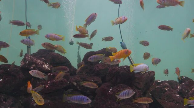 Red Zebra Cichlid (Maylandia estherae) in Aquaworld Aquarium, Dehradun Zoo