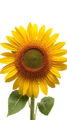 Obraz premium Sunflower Bloom: A vibrant, fully bloomed sunflower with golden petals and a dark brown center radiates sunshine and joy, showcasing the beauty and resilience of nature. 