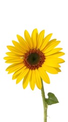 Naklejka premium Radiant Sunflower: A single, vibrant sunflower blossoms against a clean background, showcasing its bright yellow petals and rich brown center. Its simplicity speaks volumes. 