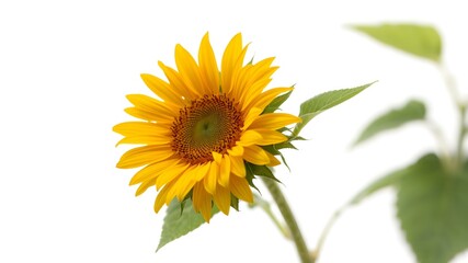 Obraz premium Single Sunflower: A vibrant yellow sunflower, in full bloom, stands tall against a clean background, showcasing its bright petals and dark center. The image evokes feelings of warmth, joy.