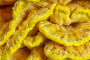 Yellow chicken of the woods (Laetiporus sulphureus ) mushroom grow in forest