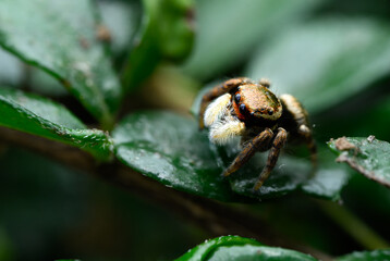 Evarcha Jumping Spider