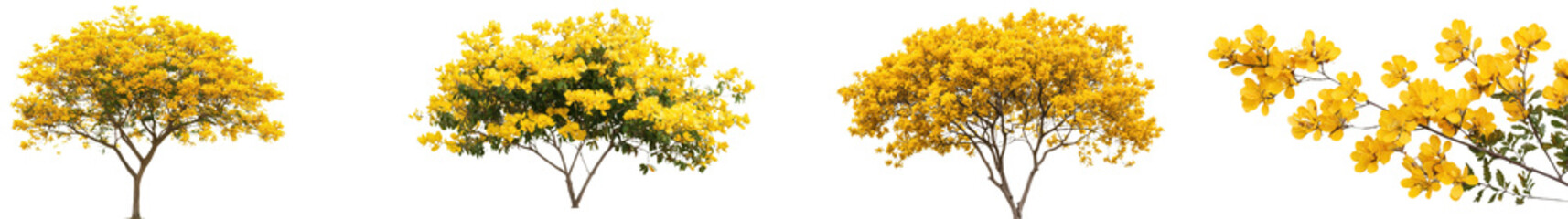 Vibrant yellow autumn tree with lush flourishing foliage in a natural landscape setting  The tree stands tall