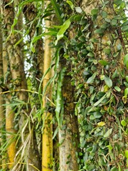Pyrrosia grow on tree trunks on the river bank, visible behind yellow bamboo trees.