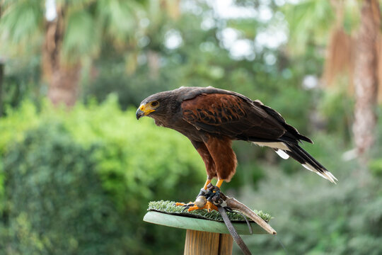 Harris Hawk, Parabuteo unicinctus, bird of prey in an exhibition of falconry