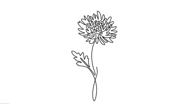 Animated Chrysanthemum Grandiflorum flowers continuous line animation. 