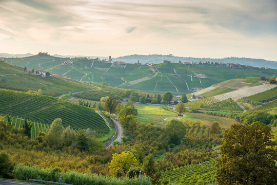 Neive is a comune (municipality) in the Province of Cuneo in the Italian region Piedmont   landscape with the vineyards in autumn.