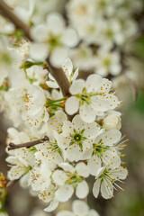 Macro shot of white wild plum flowers on a tree branch