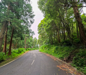 Cedar forest in Faial island Azores archipelago Portugal view from the road