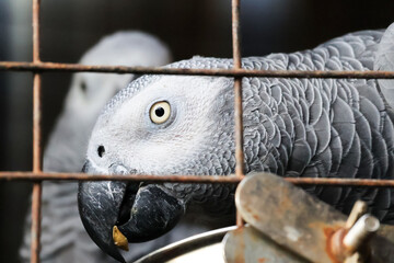 African grey parrot inside a cage staring.Parrot wanting to be out of the cage and set free.Psittacus erithacus in a bird sanctuary with its beautiful grey feathers and black beak with sharp eyes.