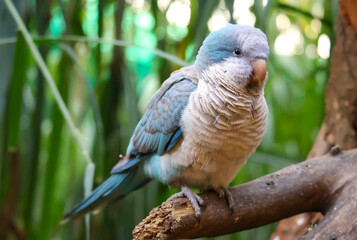 Cute and fluffly blue budgie calmly perching on a tree branch about to take some nap to rest.Budgerigar are most popular indoor pet varieties of birds.Melopsittacus undulatus is an indoor pet bird.