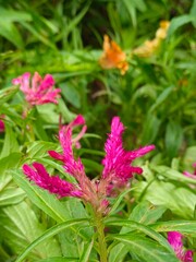 Celosia Celway Terracotta flowers blooming in a vibrant garden
