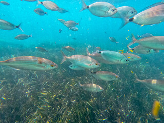 Raco del Conill beach in Villajoyosa Alicante Spain underwater with oblada melanura  fishes