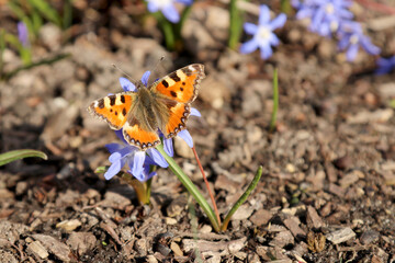 Fototapete bei efototapeten.de bestellen   