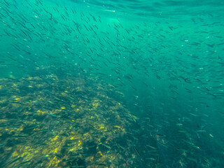 Fototapeta premium School of fishes Underwater Mediterranean sea in Les Rotes beach marine reserve Denia Alicante Spain