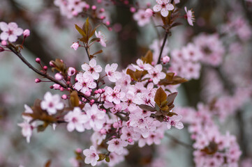 Canadian black plum Prunus nigra light pink flowers in bloom, beautiful flowering ornamental shrub with brown red leaves