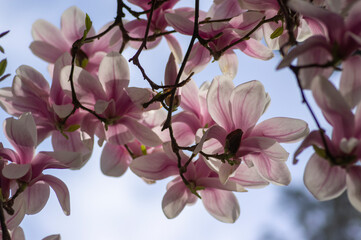 Magnolia soulangeana also called saucer magnolia flowering springtime tree with beautiful pink white flower on branches