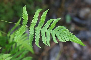 Phegopteris connectilis, commonly known as long beech fern, northern beech fern or narrow beech...