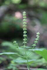 Hedge woundwort, Stachys sylvatica, also known as whitespot  or hedge nettle, plant from Finland
