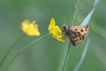 Northern Checquered Skipper, Carterocephalus silvicola, butterfly from Finland