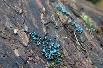 Chlorociboria aeruginascens, commonly known as green elfcup or green wood cup, wild fungus from Finland