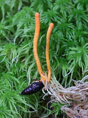 Cordyceps militaris, commonly known as Scarlet Caterpillar Club, entomopathogenic fungus growing from host cocoon