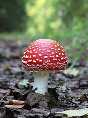 Fly agaric, Amanita muscaria, also known as fly amanita, poisonous mushroom from Finland